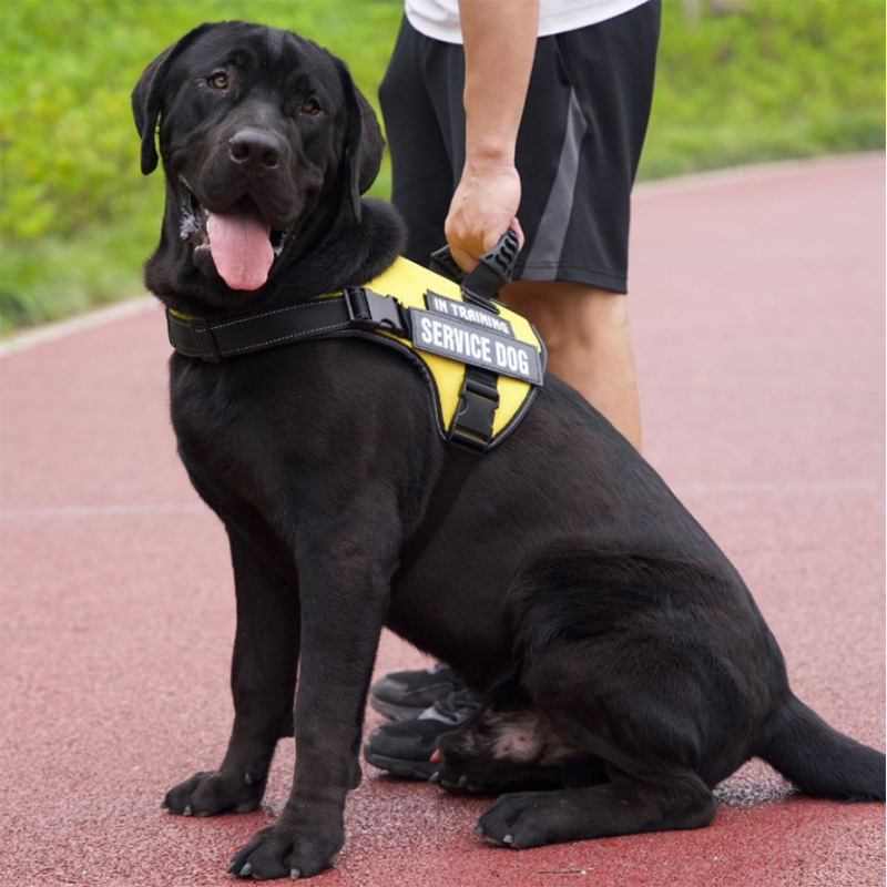 Private label Dog Harness with handle