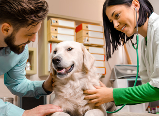 When do you need to take your dogs to see a vet?