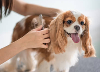 Pet Grooming Skills for Dogs and Cats