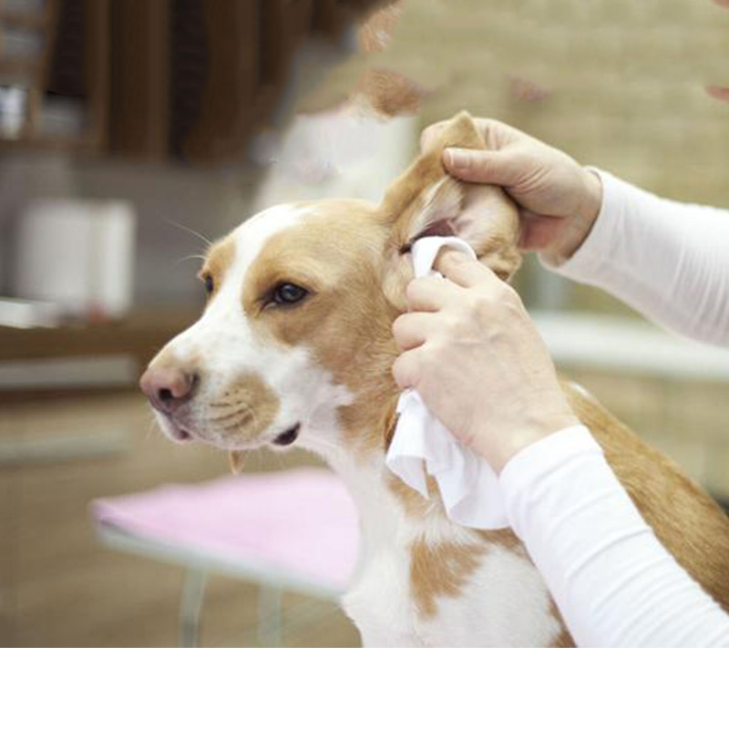 About Dog Ear Cleansing that Pet Doctor May Not Tell You